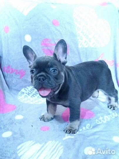 Малыши французики