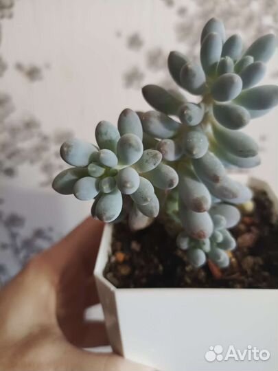 Суккуленты