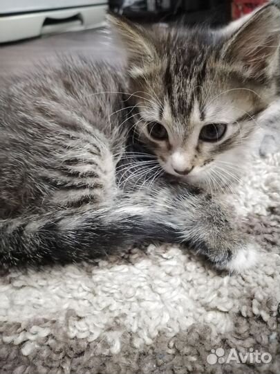 Домашний кот