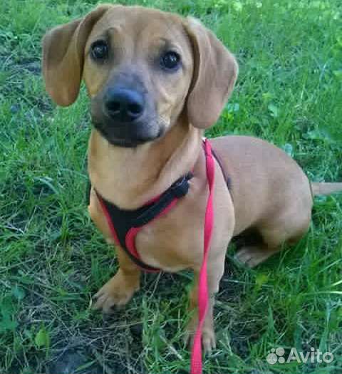 Кинолог, дрессировка щенков