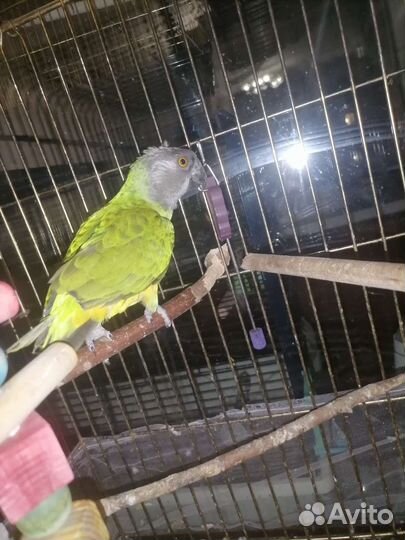 Сенегальский попугай с клеткой