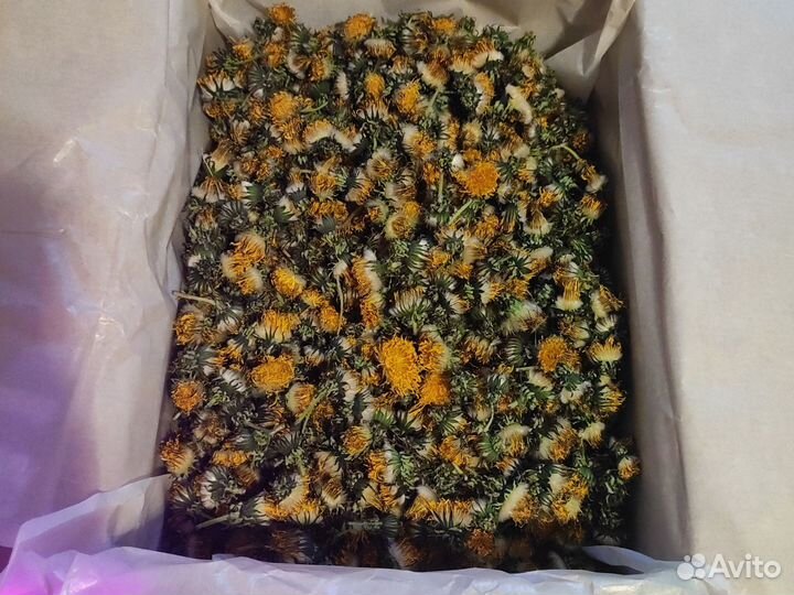 Цветки одуванчика лекарственного