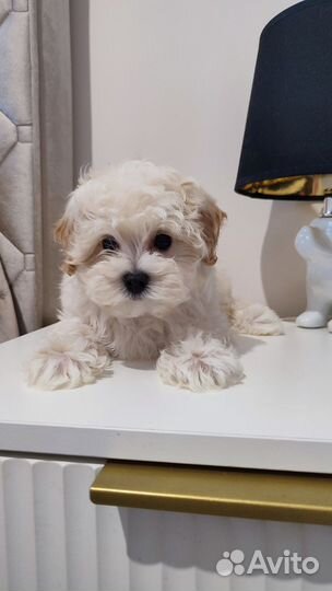 Щенки мальтипу f1