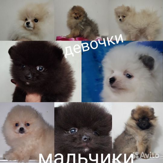 Померанский шпиц/ девочки и мальчики