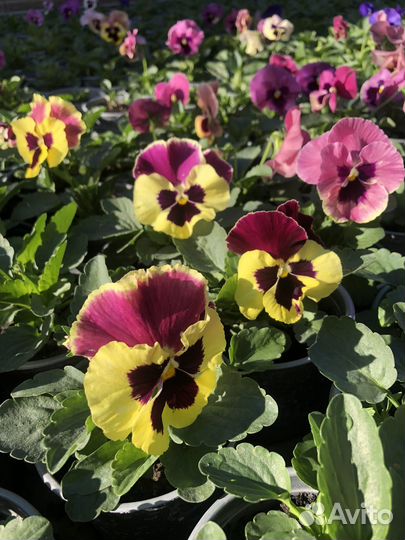 Продаем виолу Расцветки и колличество есть