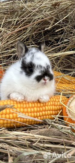 Мини карликовые декоративные кролики