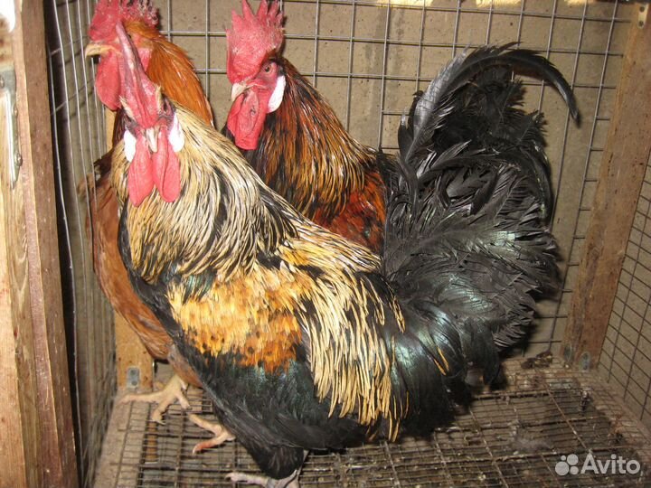 Петухи молодые голошейные, кучинск и мих бресс гал