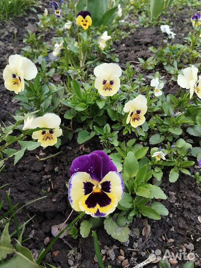 Анютины глазки