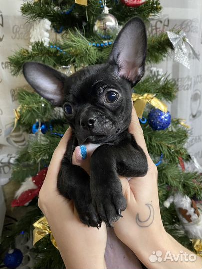 Щенки чихуахуа