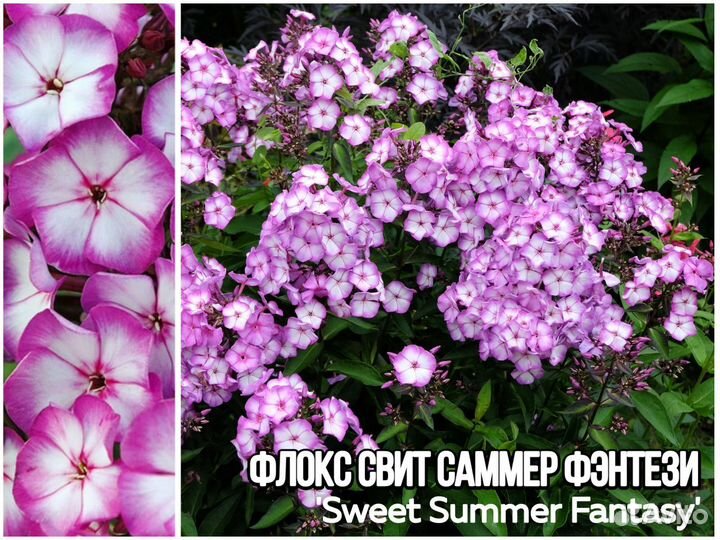 Флоксы – евросаженцы – модные сорта