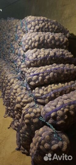 Продам картофель