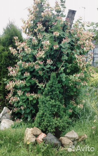 Жимолость каприфоль