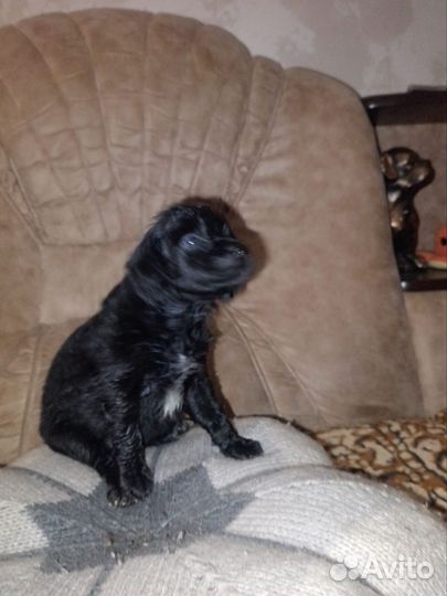 Отдам щенков