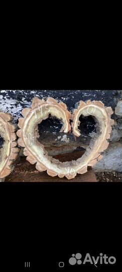 Торцевые спилы деревьев