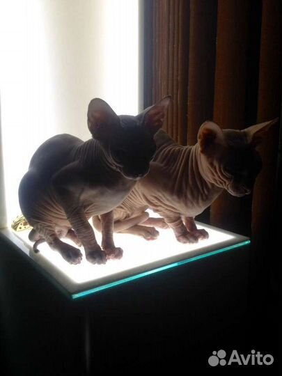 Канадский сфинкс