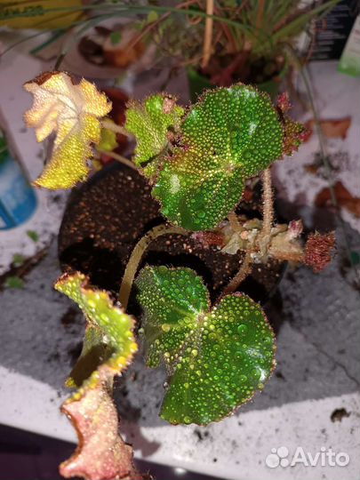 Бегония кудрявая