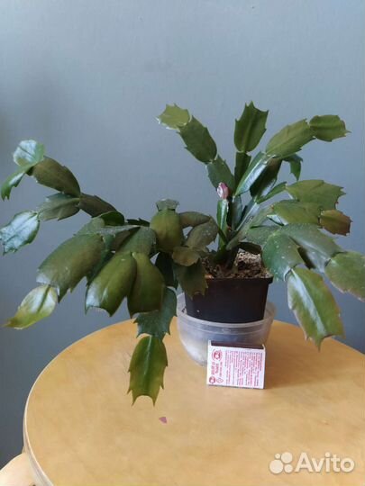 Декабрист (зигокактус Шлюмбергера)