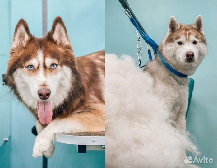 Груминг стрижка собак