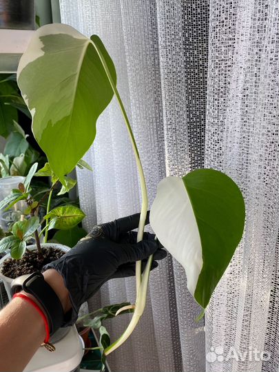 Монстера вариегатная альба