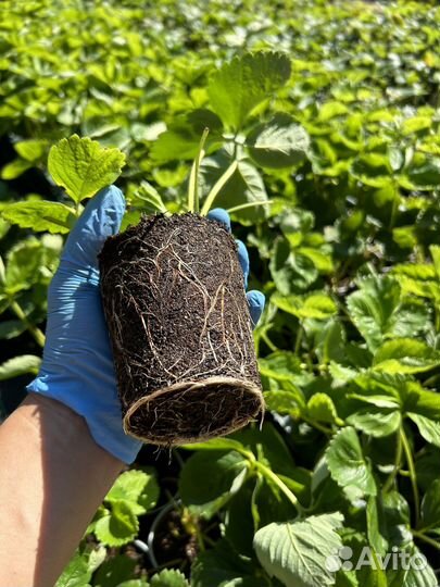 Рассада клубники Мальвина Азия Фенелла Роксана