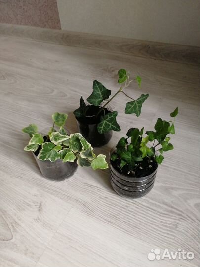 Плющ Хедера Ева (вар), обыкновенный, Чикаго