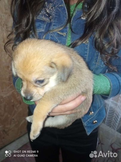 Щенки помчи 2 девочки