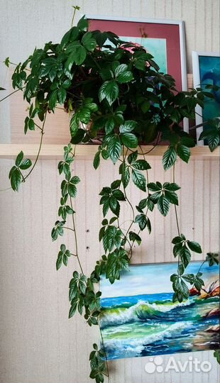 Комнатные растения цветы