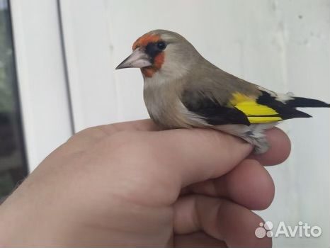 Гибрид канарейки и щегла