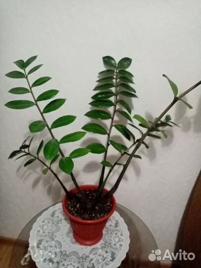 Замиокулькас. Сансевиерия