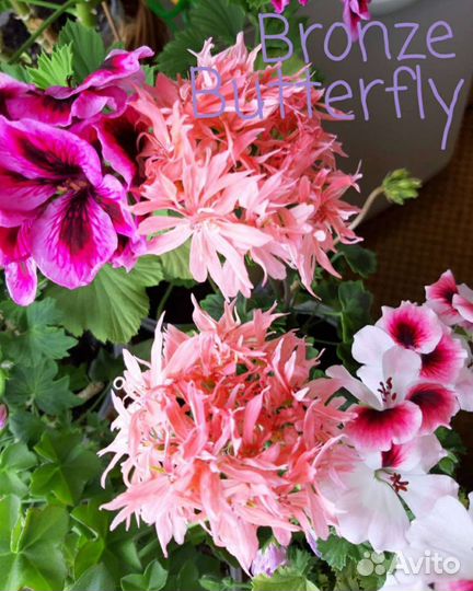 Пеларгония герань 60 сортов