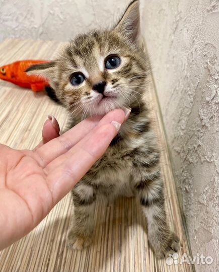 Котенок в добрые руки