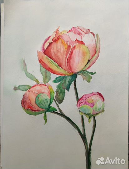 Нежные пионы. Акварель а4