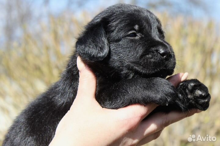 Лабрадор ретривер щенки