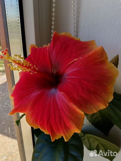 Сортовые гибискусы, олеандр, герань