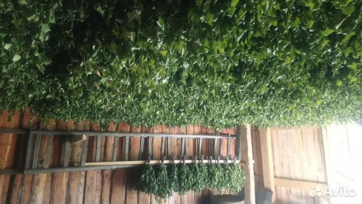 Березовые веники для бани