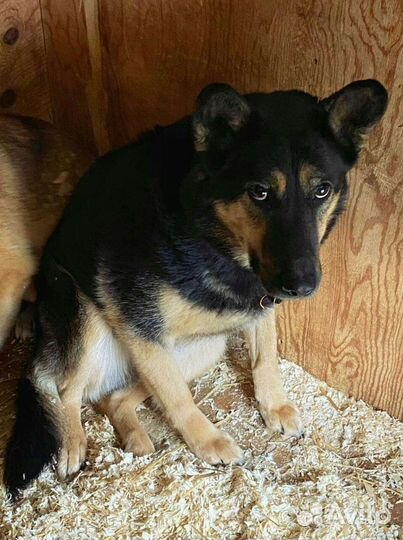 Собака - бояка ищет дом