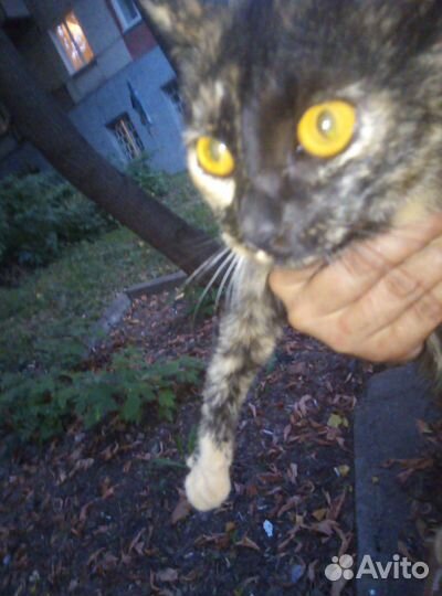 Кошка в дар бесплатно