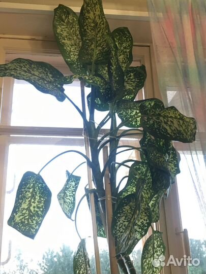 Эффинбахия