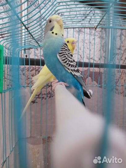 Волнистый попугай