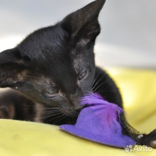 Ориентальная котята, год кота