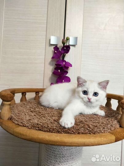 Замуррчательная золотая поинтовая девочка