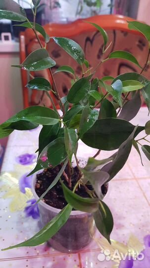 Фикусы, плауновидная красула, алое Пе-пе, драцена