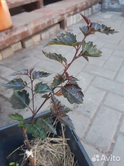 Береза пурпурная