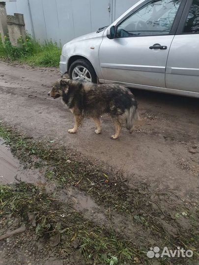 Собаки бесплатно в добрые руки