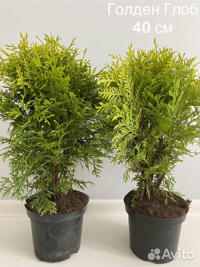 Туя Голден глоб