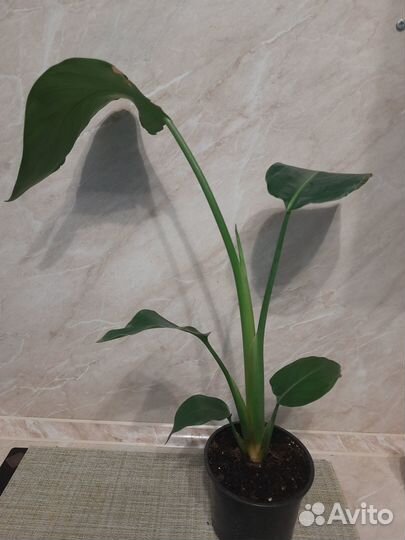 Стрелиция Николая