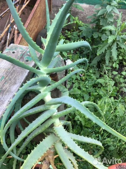 Бесплатно Алоэ возраст более 5 лет