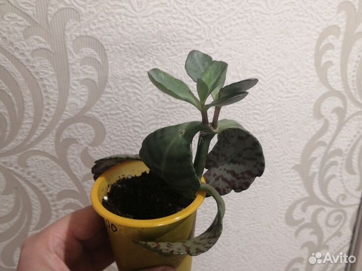 Каланхоэ Куропатка