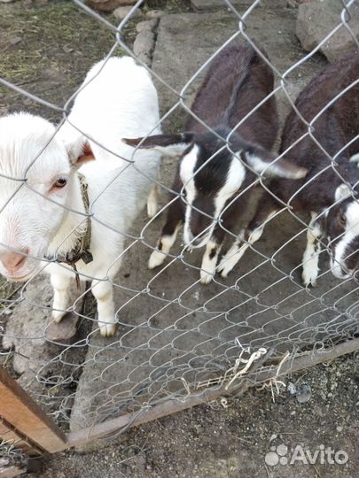 Козы козлята