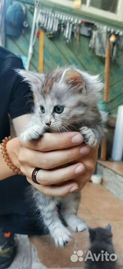 Кошки в добрые руки